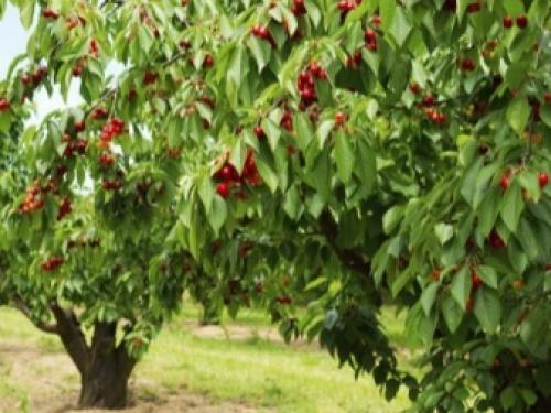 Какого цвета черешня. Как выглядит черешня и как ее выращивать? 02