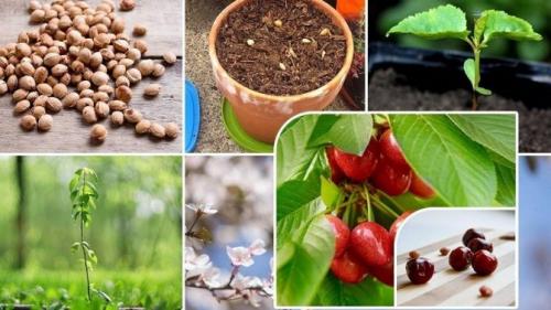 Размножение черешни косточками. Можно ли вырастить черешню из косточки