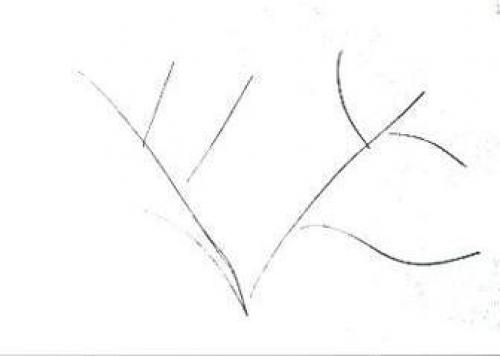 Как нарисовать водоросли. Морское дно рисунок — актиния и кораллы