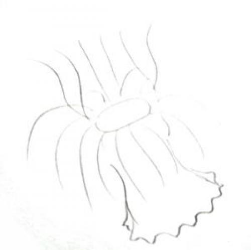 Как нарисовать водоросли. Морское дно рисунок — актиния и кораллы