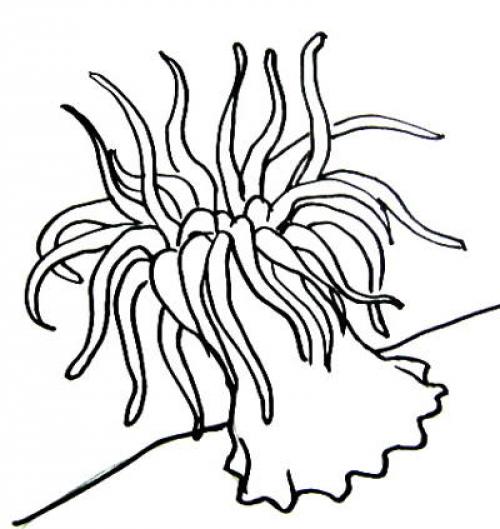 Как нарисовать водоросли. Морское дно рисунок — актиния и кораллы