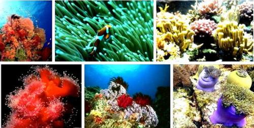 Как нарисовать водоросли. Морское дно рисунок — актиния и кораллы