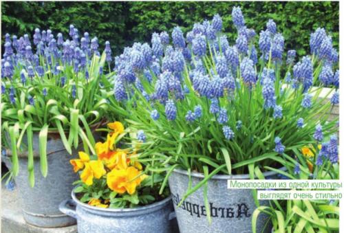 Луковичные в контейнерах. Выбор контейнера