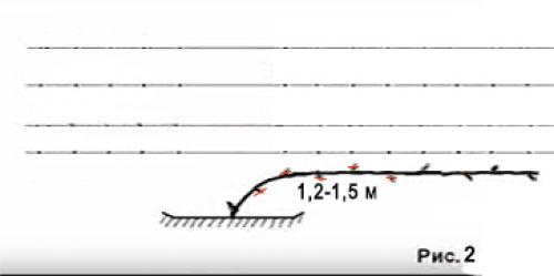 Формирование винограда схема самая простая по годам. Веерная многорукавная формировка
