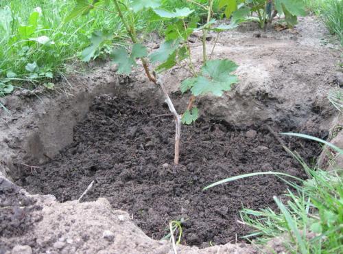 Виноград выращивание и уход в средней полосе новичкам. Посадка винограда в средней полосе