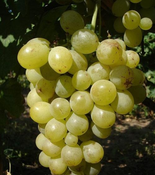 Сорта винограда по алфавиту