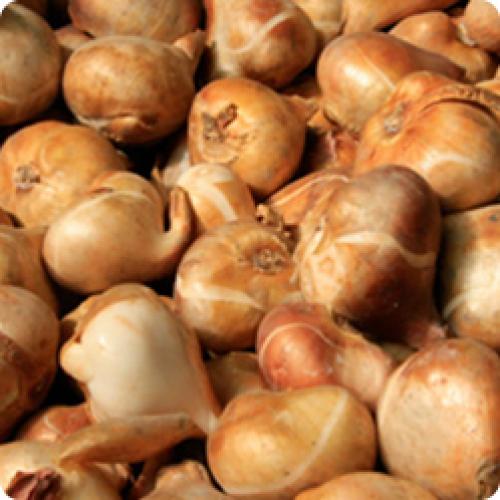 Когда сажать тюльпаны весной. ПРАВИЛЬНАЯ ПОСАДКА ТЮЛЬПАНОВ