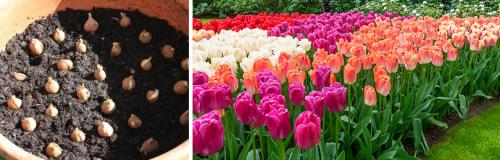 Как правильно сажать луковицы тюльпанов осенью. КАК И КОГДА ПОСАДИТЬ ТЮЛЬПАНЫ ОСЕНЬЮ