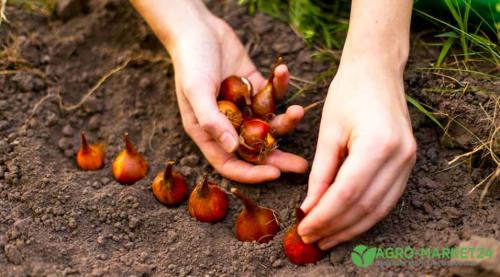 Как правильно сажать луковицы тюльпанов осенью. КАК И КОГДА ПОСАДИТЬ ТЮЛЬПАНЫ ОСЕНЬЮ 03 Как правильно сажать луковицы тюльпанов осенью. КАК И КОГДА ПОСАДИТЬ ТЮЛЬПАНЫ ОСЕНЬЮ 03