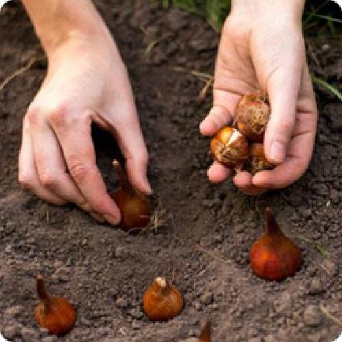 Как правильно сажать луковицы тюльпанов осенью. КАК И КОГДА ПОСАДИТЬ ТЮЛЬПАНЫ ОСЕНЬЮ