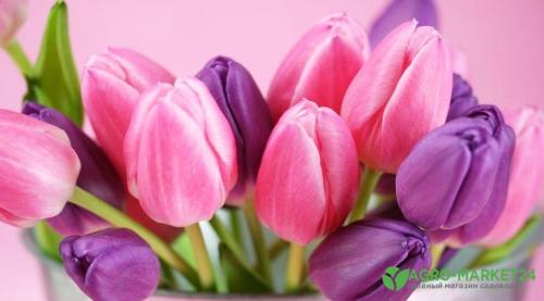 Как правильно сажать луковицы тюльпанов осенью. КАК И КОГДА ПОСАДИТЬ ТЮЛЬПАНЫ ОСЕНЬЮ 02 Как правильно сажать луковицы тюльпанов осенью. КАК И КОГДА ПОСАДИТЬ ТЮЛЬПАНЫ ОСЕНЬЮ 02