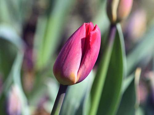 Как правильно сажать луковицы тюльпанов осенью. КАК И КОГДА ПОСАДИТЬ ТЮЛЬПАНЫ ОСЕНЬЮ 06 Как правильно сажать луковицы тюльпанов осенью. КАК И КОГДА ПОСАДИТЬ ТЮЛЬПАНЫ ОСЕНЬЮ 06