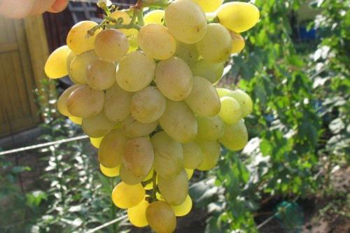 Самые вкусные сорта винограда. Лучшие сорта винограда: фото, названия и описания (каталог)