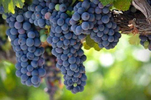 Самые вкусные сорта винограда. Лучшие сорта винограда: фото, названия и описания (каталог)