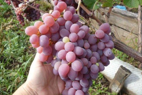 Самые вкусные сорта винограда. Лучшие сорта винограда: фото, названия и описания (каталог)