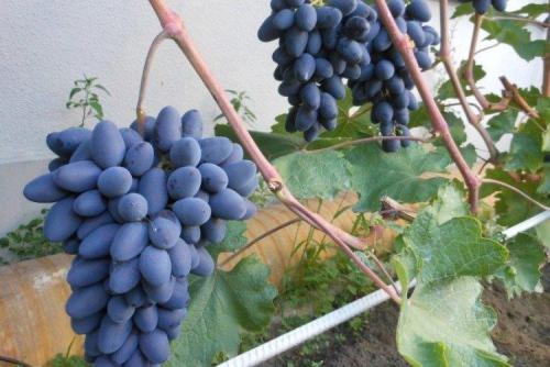 Самые вкусные сорта винограда. Лучшие сорта винограда: фото, названия и описания (каталог)