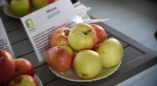 Зимние сорта яблонь для средней полосы для длительного хранения. Всё про зимние сорта яблок 12