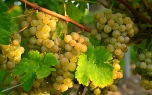Какой виноград лучше для домашнего вина. Виноград для вина: лучшие сорта для белого и красного
