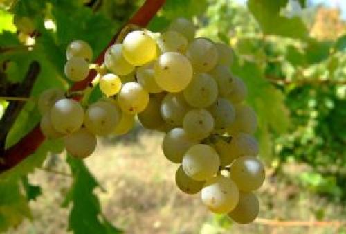 Какой виноград лучше для домашнего вина. Виноград для вина: лучшие сорта для белого и красного