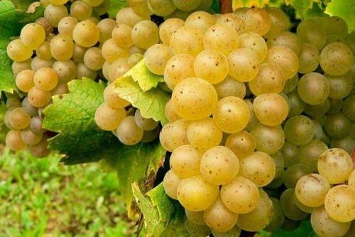 Самые вкусные сорта винограда. Лучшие сорта винограда: фото, названия и описания (каталог)