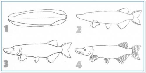 Как нарисовать щуку