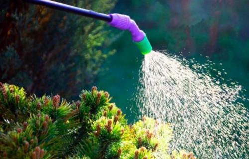 Выбираем место под фруктовые посадки. Стиль 06