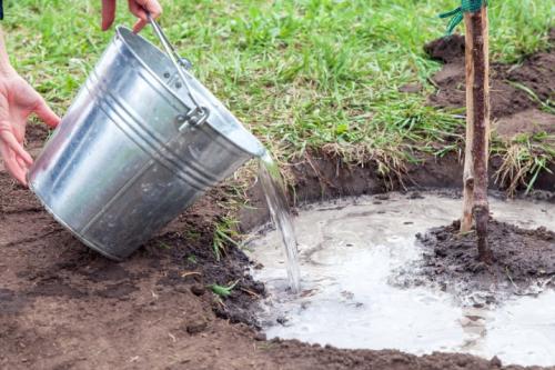 Выбираем место под фруктовые посадки. Стиль 02