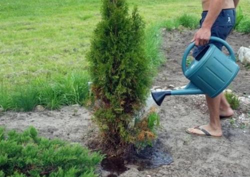 Выбираем место под фруктовые посадки. Стиль 07