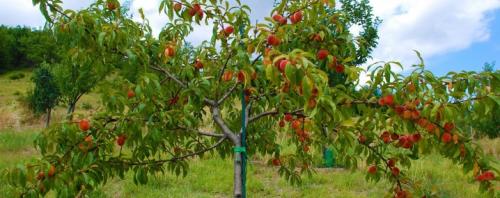 Выбираем место под фруктовые посадки. Стиль 05