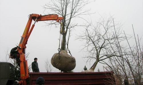 Плодовый сад планировка. Разбиваем плодовый сад