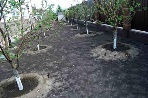 Как распланировать сад плодовых деревьев. Все нюансы планировки плодового сада на участке. 01 Как распланировать сад плодовых деревьев. Все нюансы планировки плодового сада на участке. 01