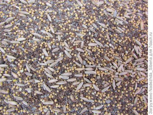 Что можно посадить под зиму в сибири. Зеленый ковер на фоне осени, или Наш опыт посева сидератов