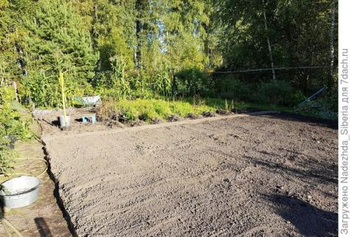 Что можно посадить под зиму в сибири. Зеленый ковер на фоне осени, или Наш опыт посева сидератов