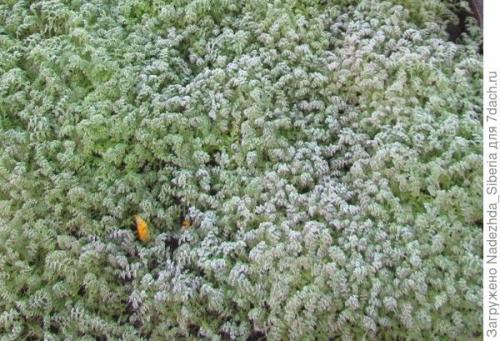 Что можно посадить под зиму в сибири. Зеленый ковер на фоне осени, или Наш опыт посева сидератов