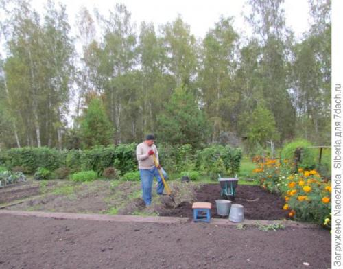 Что можно посадить под зиму в сибири. Зеленый ковер на фоне осени, или Наш опыт посева сидератов