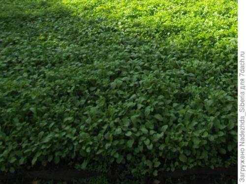 Что можно посадить под зиму в сибири. Зеленый ковер на фоне осени, или Наш опыт посева сидератов