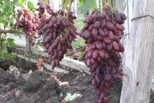 Сорт винограда 7 на а. Лучшие сорта винограда: фото, названия и описания (каталог)