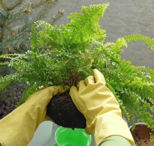 Какие методы размножения папоротников наиболее эффективны в домашних условиях. Деление куста