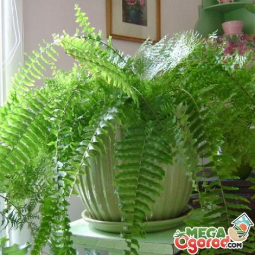 Как обеспечить достаточный уровень освещенности для размножения папоротников. Требуемые условия выращивания