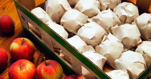 Как хранить яблоки Джули Ред. Как хранить яблоки: создаем оптимальную температуру для хранения зимой + правильно выбираем тару