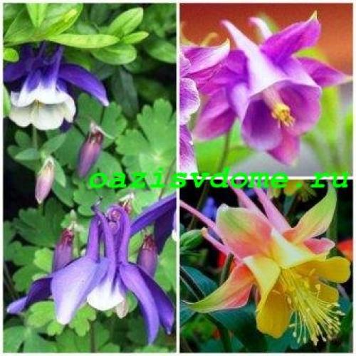 Луковичные цветы под зиму. 26 цветов которые можно посадить осенью под зиму