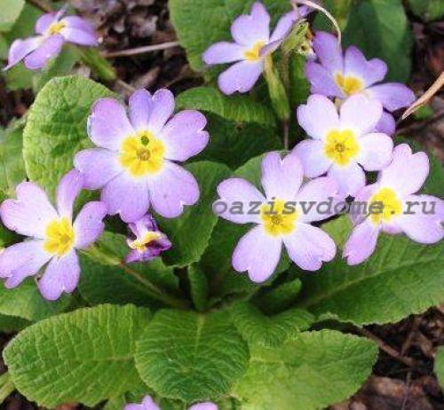 Луковичные цветы под зиму. 26 цветов которые можно посадить осенью под зиму