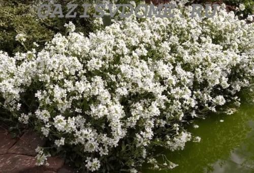 Луковичные цветы под зиму. 26 цветов которые можно посадить осенью под зиму