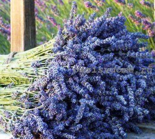 Луковичные цветы под зиму. 26 цветов которые можно посадить осенью под зиму