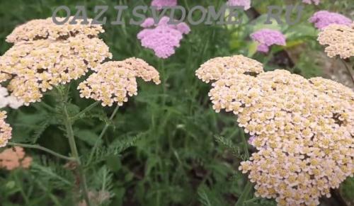 Луковичные цветы под зиму. 26 цветов которые можно посадить осенью под зиму