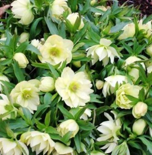 Луковичные цветы под зиму. 26 цветов которые можно посадить осенью под зиму