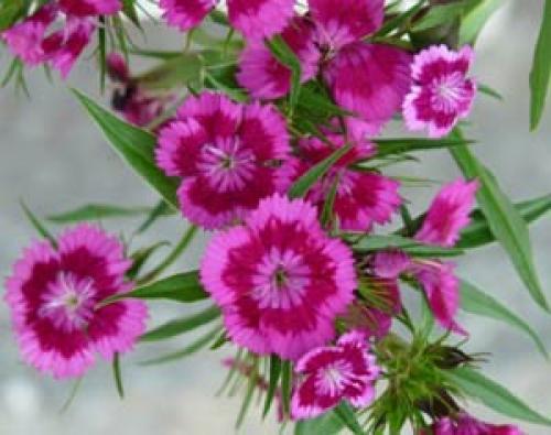 Подзимний посев цветов в емкости. Какие цветы подходят для подзимнего посева?