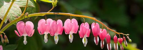 Посадка цветов под зиму. Добавление статьи в новую подборку 05 Посадка цветов под зиму. Добавление статьи в новую подборку 05