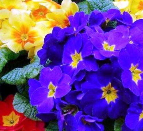 Луковичные цветы под зиму. 26 цветов которые можно посадить осенью под зиму