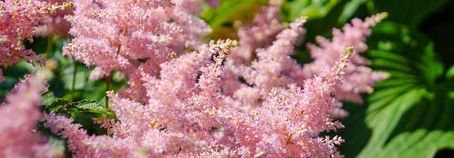 Посадка цветов под зиму. Добавление статьи в новую подборку 02 Посадка цветов под зиму. Добавление статьи в новую подборку 02